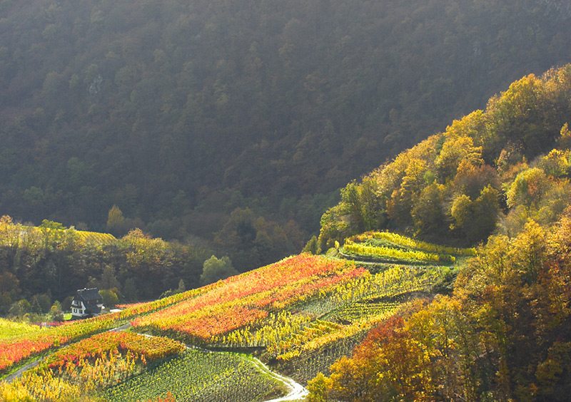 Hier steht ein Bild mit dem Titel: Nur für einen kurzen Moment taucht die Sonne die Weinberge in goldenes Licht (Foto: H.-J. Schneider)