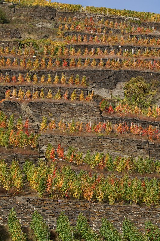 Rotwein von der Ahr: Wer auf dem Bahnsteig noch warten muss, kann im Herbst diesen Blick genießen (Foto: Hans-Joachim Schneider)