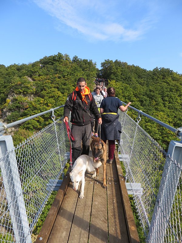 Hier steht ein Bild mit dem Titel: Wäre mir persönlich zu stressig: Gleich mit zwei Hunden an der Leine über die Brücke (Foto: Hans-Joachim Schneider)