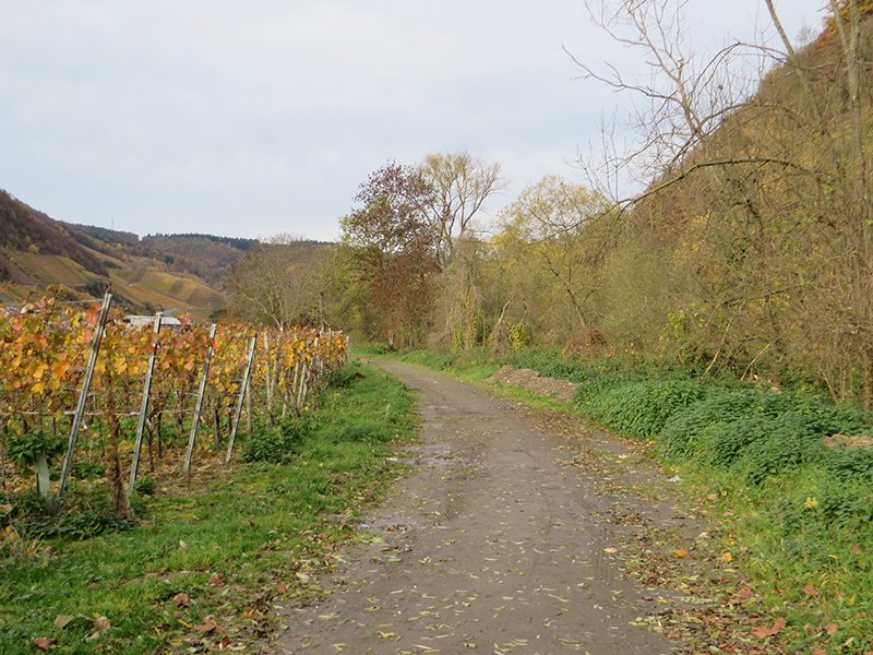 Weg, Wingert, Flussufer, Herbsfarben: Ein dickes Minus gibt es von mir für diese Wegpassage (Foto: Hans-Joachim Schneider)