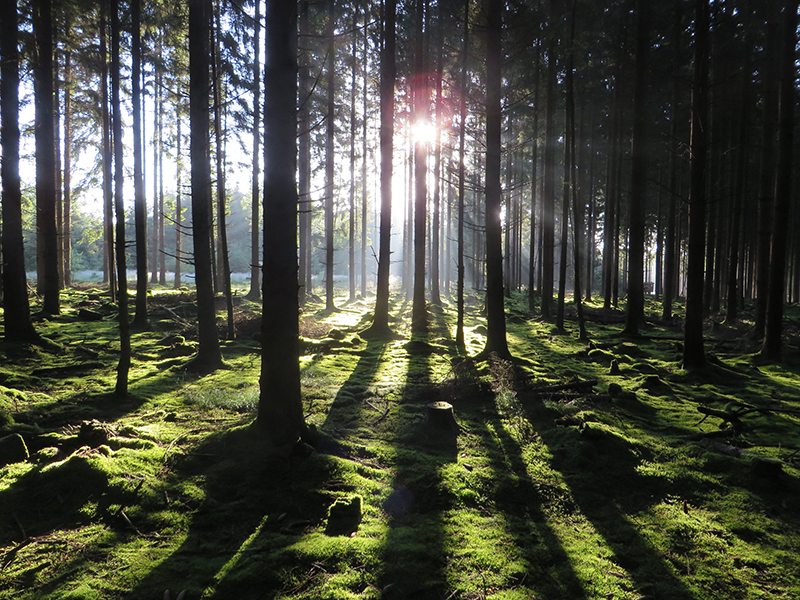 Hier steht ein Bild mit dem Titel: Das ist es, wonach mein Herz sich sehnt (Foto: Hans-Joachim Schneider)