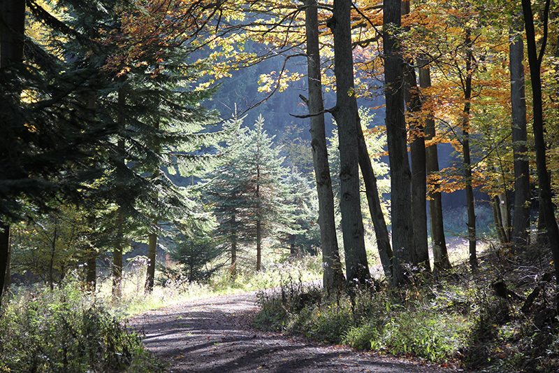 Hier steht ein Bild mit dem Titel: Andere Jahreszeit, anderes Licht, Novemberstimmung am Steinerberg (Foto: Norbert Schneider)