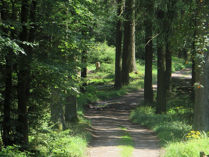 Hier steht ein Bild mit dem Titel: Nach all den grauen Winterbildern: es gibt auch Sommer am Steinerberg (Foto Wanderblogger Hans-Joachim Schneider)