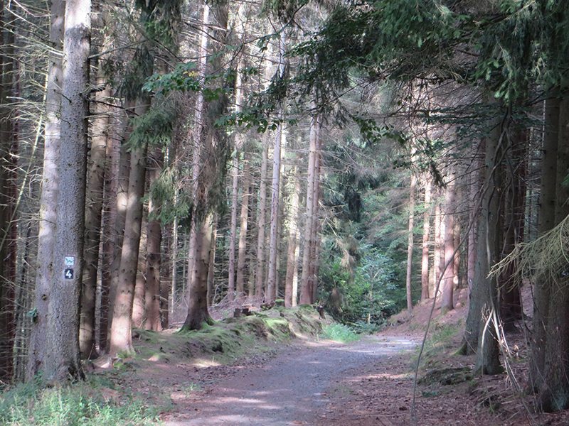 Hier steht ein Foto mit dem Titel: Auch gerade keiner unterwegs auf dem Westerwaldsteig (Foto: Hans-Joachim Schneider)