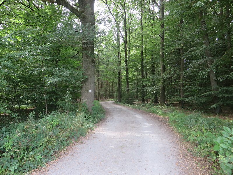 Hier steht ein Bild mit dem Titel: Und schwups, bin ich schon wieder drin im Wald (Foto: Hans-Joachim Schneider)