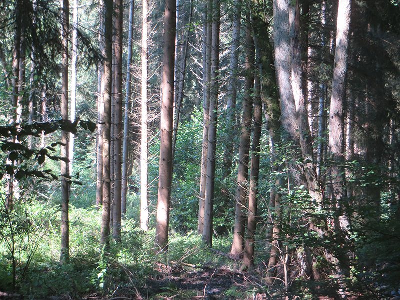 Hier steht ein Bild mit dem Titel: Einen ganzen Tag im Wald – eine Wohltat für alle Sinne und die Nerven (Foto: Hans-Joachim Schneider)