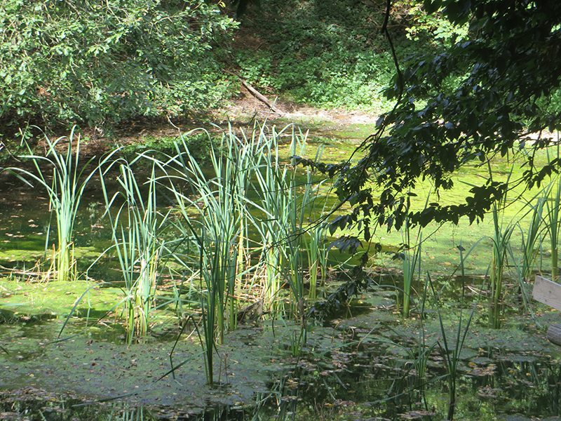 Hier steht ein Bild mit dem Titel: Ach ja, die Fischteiche, sie befanden sich etwa auf der Höhe der kleinen Kapelle (Foto: Hans-Joachim Schneider)