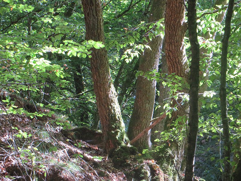 Hier steht ein Bild mit dem Titel: Licht und Schatten, dies gerade im Sommer im Wald so faszinierende Spiel nimmt mich auch hier gefangen (Foto: Hans-Joachim Schneider)