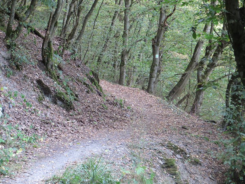 Hier steht ein Bild mit dem Titel: Statt neben der Landstraße herzulaufen, biege ich lieber noch einmal in den Wald ab (Foto: Hans-Joachim Schneider)