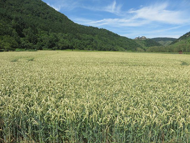 Unverständlicherweise führt die AhrSteig-Etappe 5 fast gänzlich an Rech vorbei (Foto: Hans-Joachim Schneider)