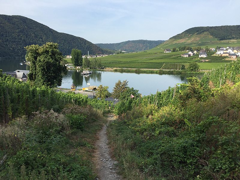 Moselsteig-Etappe 17, Anstieg, Moselsteig, Mosel, Moselufer, Weinberg, Pfad