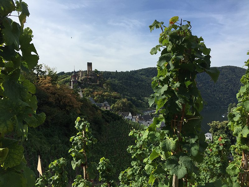 Weinranken, Mosel, Beilstein, Burg Beilstein,