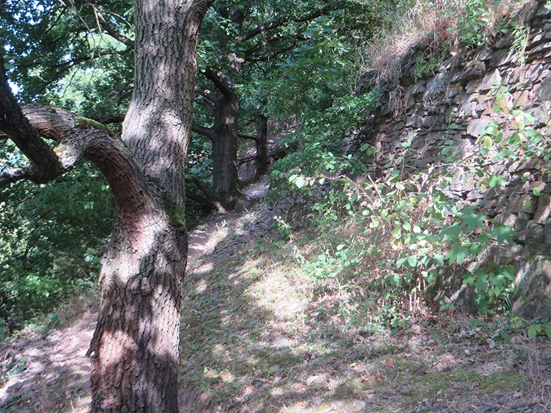 Weg, Pfad, Wald, Eichenbäume, Sonne, Schatten,