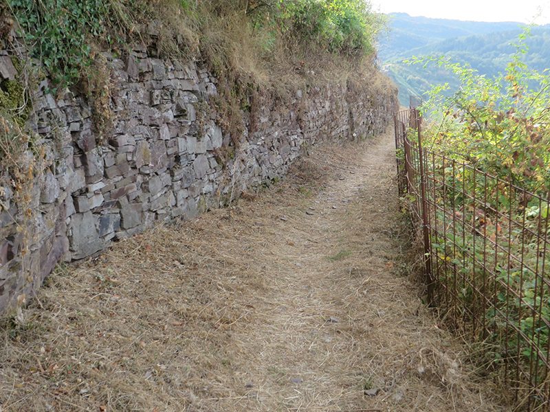 Weg, Weinberg, Mauern, Weinbergsmauern, Moselsteig