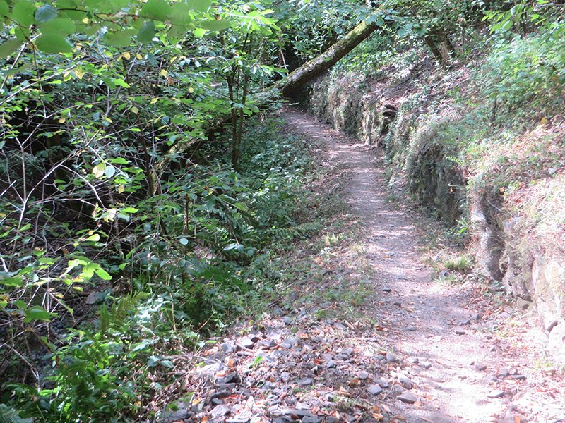 Weg, Moselsteig, Weinbergmauern, schmaler Weg, steil