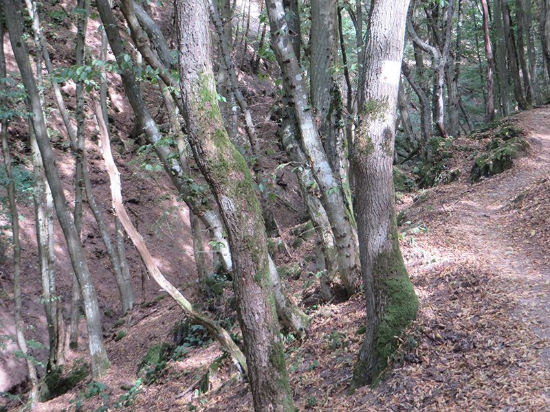 Wald, Eichen, Buchen, Licht, Schatten, Pfad, Moselsteig
