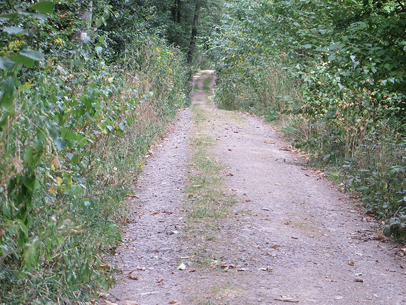 Weg, Dickicht, Moselsteig, geradlinig.