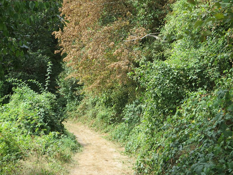 Weinberg, Brache, Wingert, Dickicht, Grün, Wald