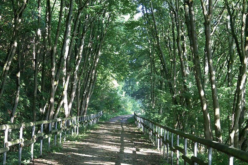 Hier steht ein Bild mit dem Titel: Fast so schön wie der Ahrsteig – wandern auf dem Ahrtalweg (Foto: Hans-Joachim Schneider)