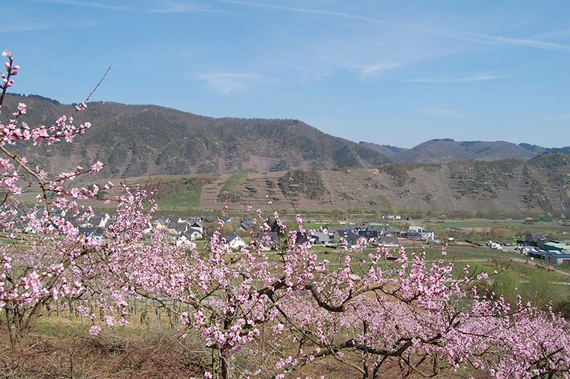 Blüten, rosa, Weinberge, Weinbergpfirsichbaum