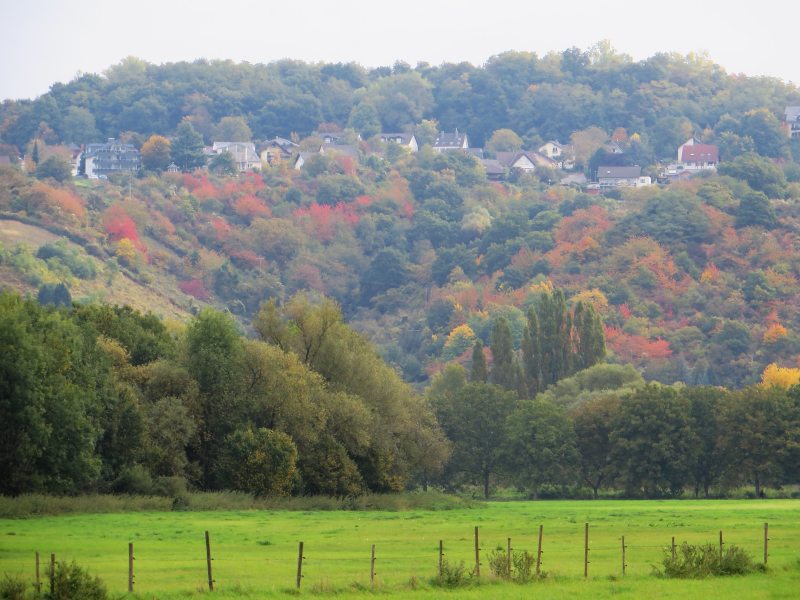 Der Rhein versteckt sich, jenseits strahlen wieder die Herbstfarben. Das Tuckern der Schiffsmotoren aber ist nicht zu überhören (Foto: Hans-Joachim Schneider)