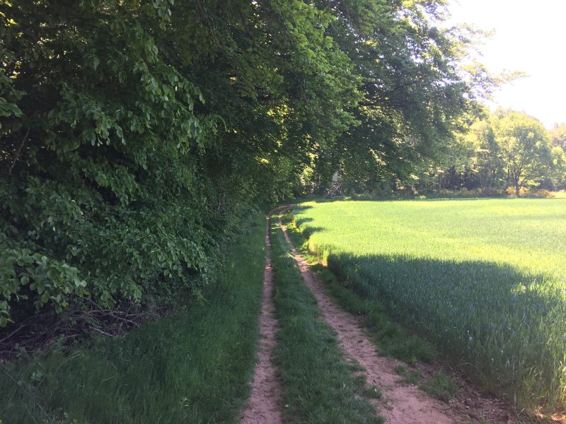 Gleich darauf verläuft der Römerpfad zwar auch wieder am Waldrand, aber im Schatten des Waldes.