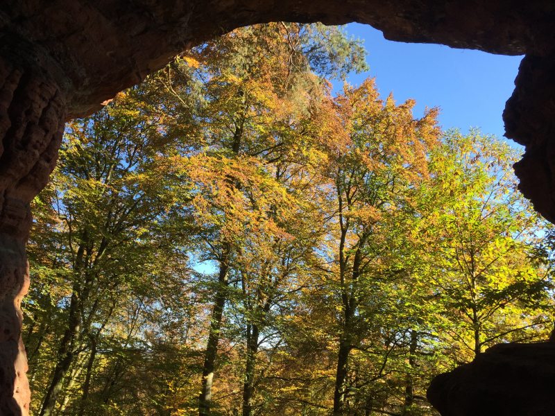 Blick aus der Genovevahöhle nach draußen, wo hochstämmiger Buchenwald vorherrscht.
