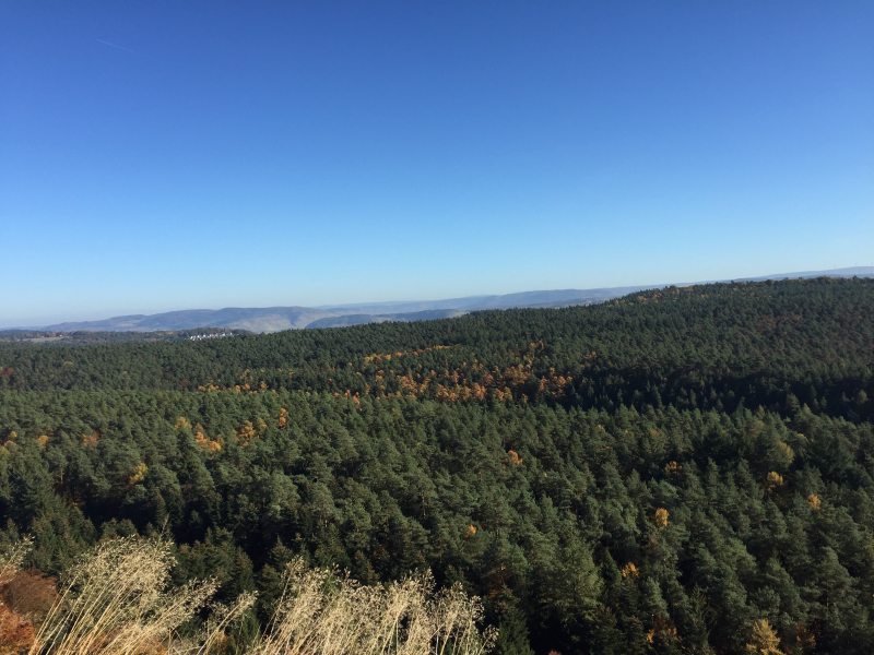 Der faszinierende Ausblick von der Hochburg über die weiten Wälder der Südeifel wird noch gekrönt durch einen strahlend blauen Himmel.