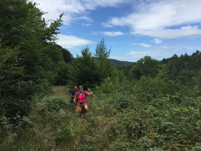 Wald, Weg, Gebüsch, Hecken, Sträucher, zugewachsen.