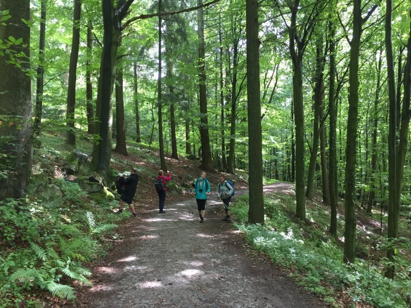 Wald, Buchenwald, Laubwald, Waldweg, Wrightsock-Team